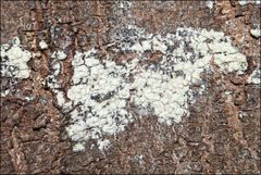 Pertusaria pertractata