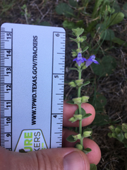 Scutellaria muriculata