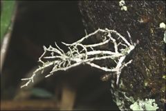 Usnea inermis