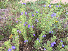 Scutellaria muriculata