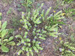 Scutellaria muriculata