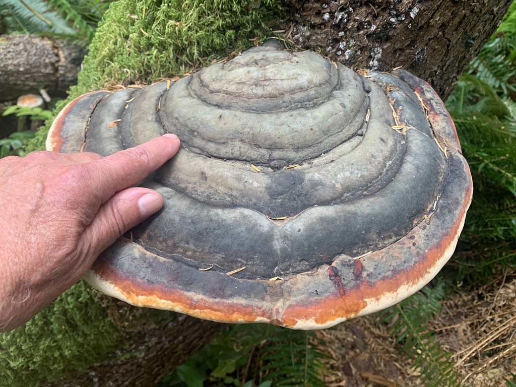 Northern Red Belt · May 2026 · photo: Photo: no rights reserved · iNaturalist