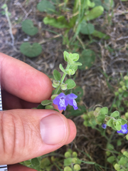 Scutellaria muriculata
