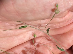 Evolvulus alsinoides decumbens