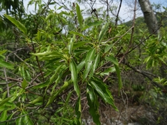 Quercus graciliformis