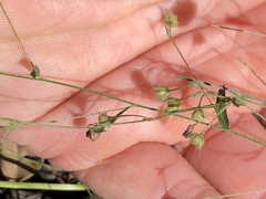 Evolvulus alsinoides decumbens