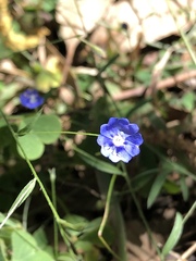 Evolvulus alsinoides decumbens