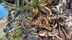 Lenophyllum guttatum
