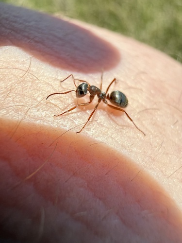 Formica canadensis