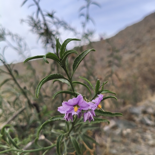 Chilean potato vine