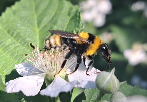 Clay Bumble Bee