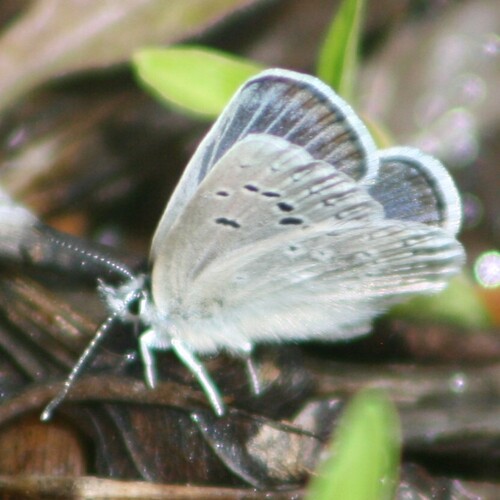 Boisduval's Blue
