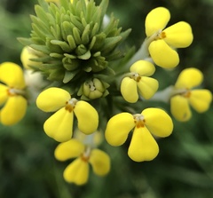 Triphysaria versicolor