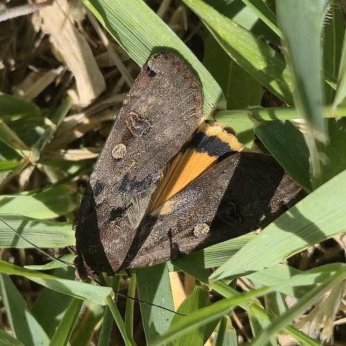 Large Yellow Underwing