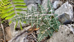 Pellaea intermedia