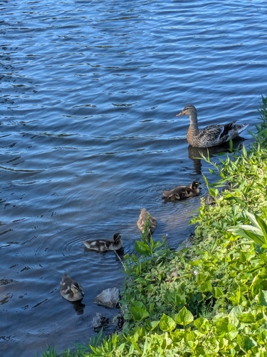 Duck