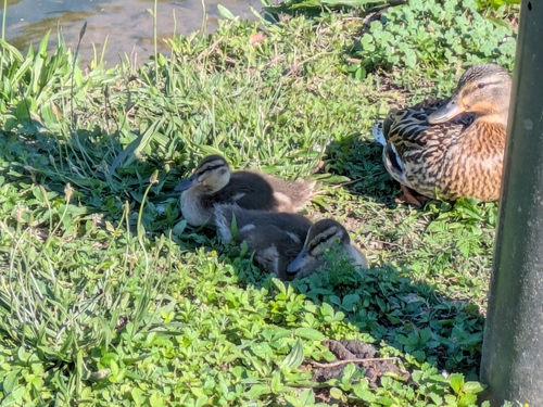 Duck