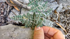 Pellaea intermedia