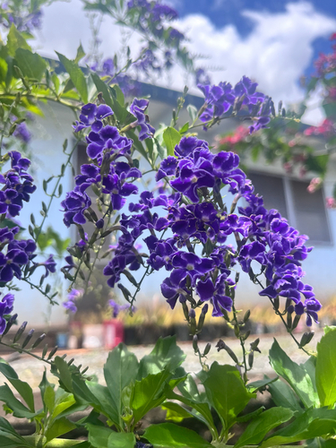 Duranta erecta observed 2026-05-24