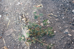 Euphorbia berteroana