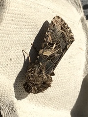 Spodoptera praefica