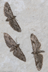 Eupithecia bolterii