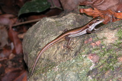 Sphenomorphus dussumieri