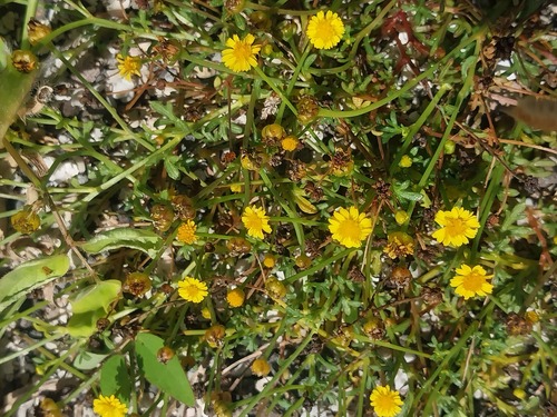 Chrysanthellum pusillum observed 2026-05-24