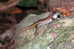 Sphenomorphus dussumieri