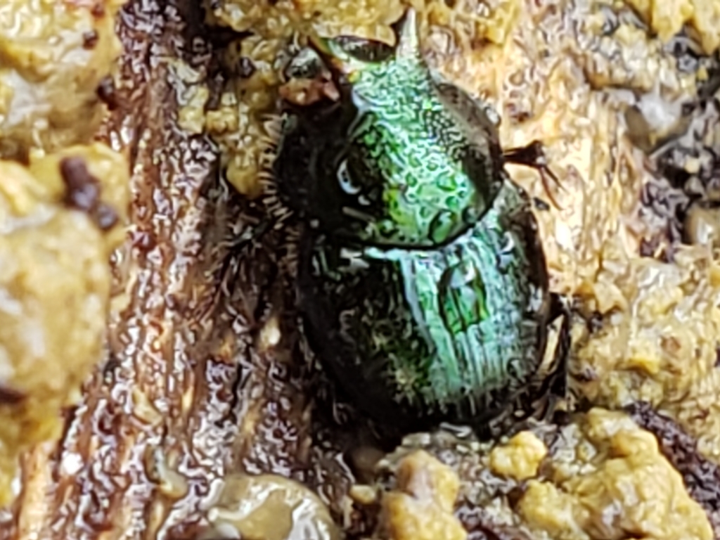 Green-bronze Dung Beetle