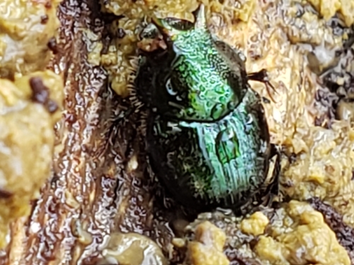 Green-bronze Dung Beetle