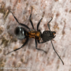 Polyrhachis ornata