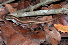 Sphenomorphus dussumieri