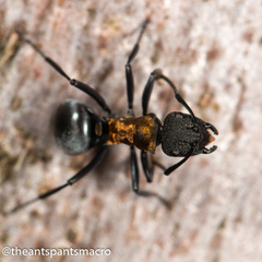 Polyrhachis ornata