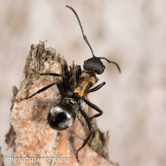Polyrhachis ornata