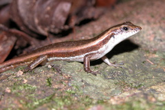 Sphenomorphus dussumieri