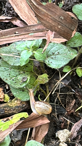 Bradybaena similaris observed 2026-05-24