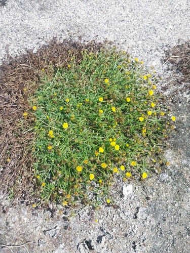 Chrysanthellum pusillum observed 2026-05-24
