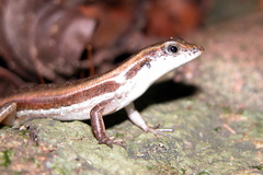 Sphenomorphus dussumieri