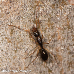Camponotus elegans