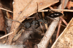 Leptogenys sjostedti