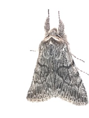 Pleromelloida conserta