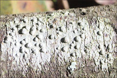 Pertusaria pertractata