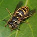 Common European Yellowjacket - Photo (c) Jakob Fahr, some rights reserved (CC BY-NC), uploaded by Jakob Fahr