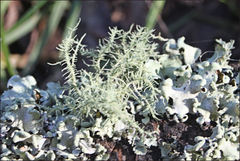 Usnea inermis