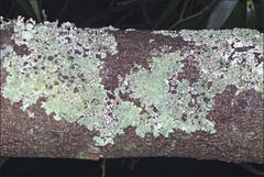 Flavoparmelia rutidota