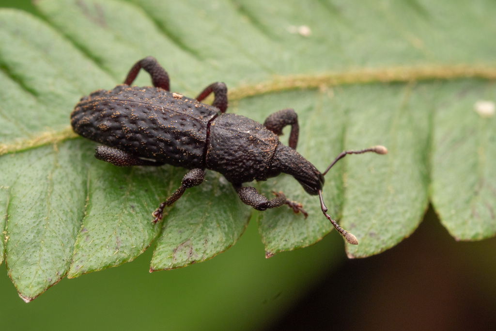 Euthycus inaequalicollis