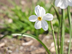 Narcissus poeticus