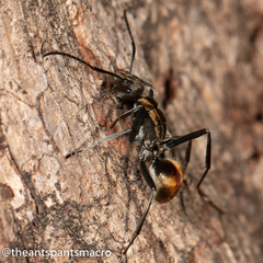 Polyrhachis brisbanensis
