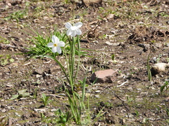 Narcissus poeticus